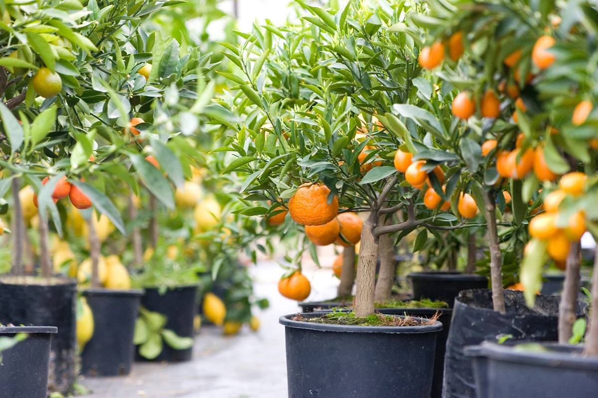Pestovanie pomarančovníkov v kvetináči